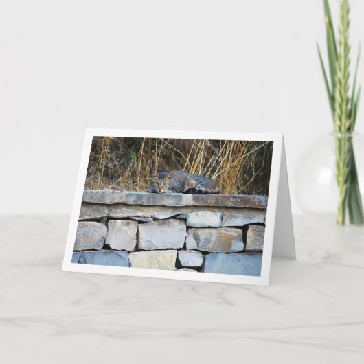 Cat on Rock Wall Kaart (Voorkant)