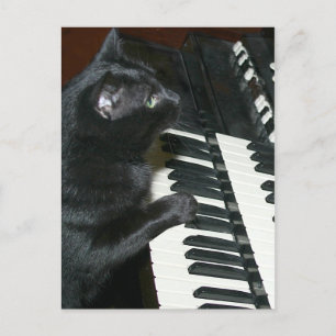 Cat organ overweging briefkaart