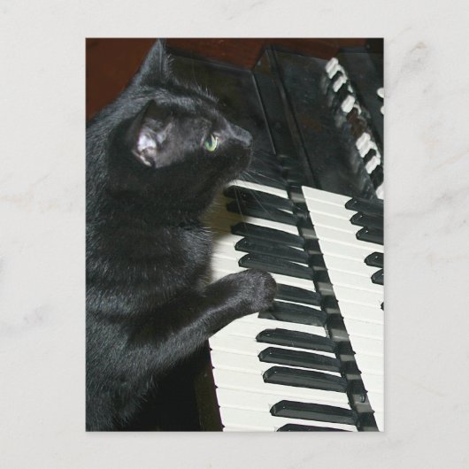Cat organ overweging briefkaart (Voorkant)