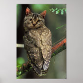 Cat Owl Poster (Voorkant)
