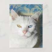 Cat - Patrick the White Cat Briefkaart (Voorkant)