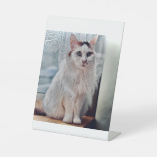 Cat Pedastal Reclamebord Met Voetstuk