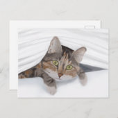 Cat Peking Out JW Briefkaart (Voorkant / Achterkant)