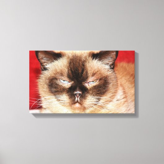 CAT PERSIAN SLEEEPY STRETCHED CANVAS AFDRUK (Voorkant)
