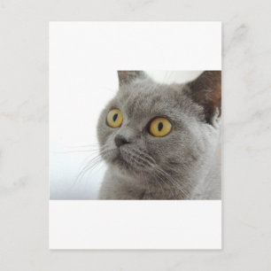 Cat Pet Animal Grumpy Frown Peace Love Destiny Briefkaart