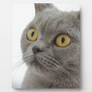 Cat Pet Animal Grumpy Frown Peace Love Destiny Fotoplaat