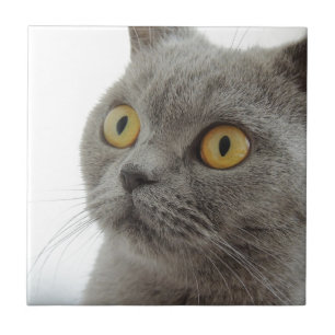 Cat Pet Animal Grumpy Frown Peace Love Destiny Tegeltje