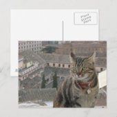 Cat Photo Briefkaart (Voorkant / Achterkant)