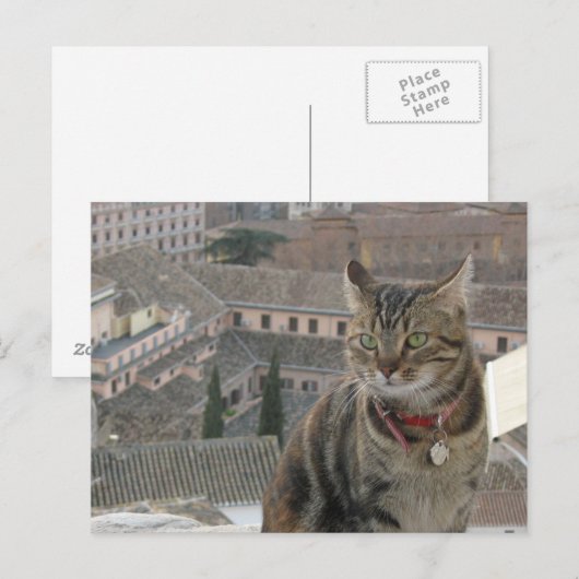 Cat Photo Briefkaart (Voorkant / Achterkant)