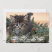 Cat Photo Brush Script Snowy MEOWY CHRISTMAS Feestdagenkaart (Voorkant)