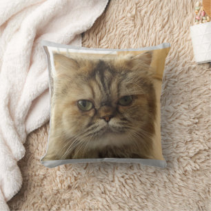 CAT PHOTO CUSTOM SIERKUSSEN