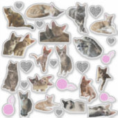 Cat Photo Kiss-Cut Vinyl Stickers (Voorkant)