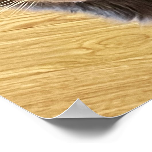 Cat Photo Poster (Hoek)