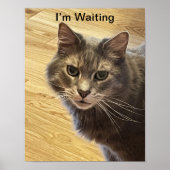 Cat Photo Poster (Voorkant)