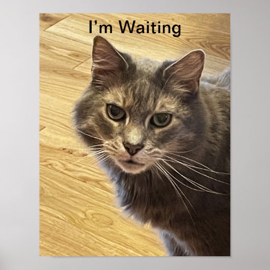 Cat Photo Poster (Voorkant)
