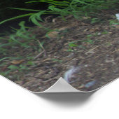 Cat Photo Poster (Hoek)