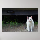 Cat Photo Poster (Voorkant)
