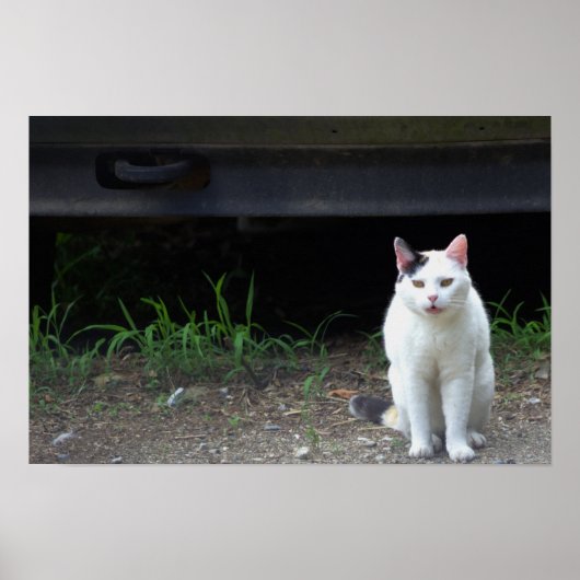 Cat Photo Poster (Voorkant)
