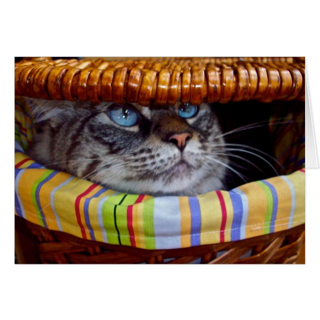 Cat Picnic (Voorkant Horizontaal)