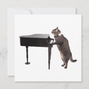 Cat Playing Piano Aankondiging
