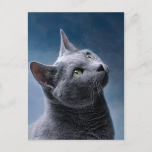 Cat Portrait Briefkaart