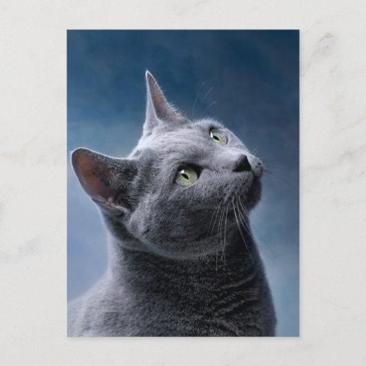Cat Portrait Briefkaart (Voorkant)
