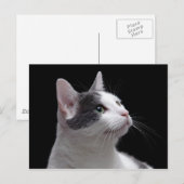 Cat Portrait Briefkaart (Voorkant / Achterkant)