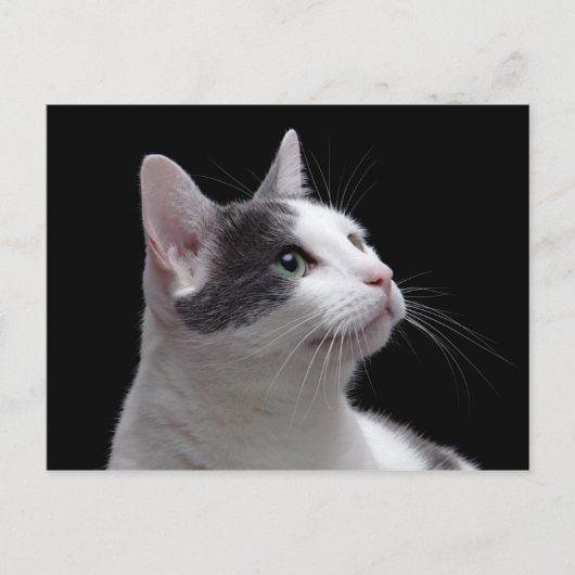 Cat Portrait Briefkaart (Voorkant)