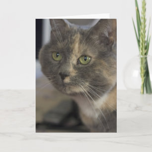 Cat Portrait Kaart