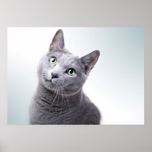 Cat Portrait Poster