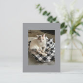 Cat Postcard Briefkaart (Staand voorkant)