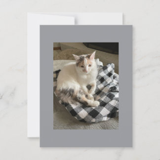 Cat Postcard Briefkaart
