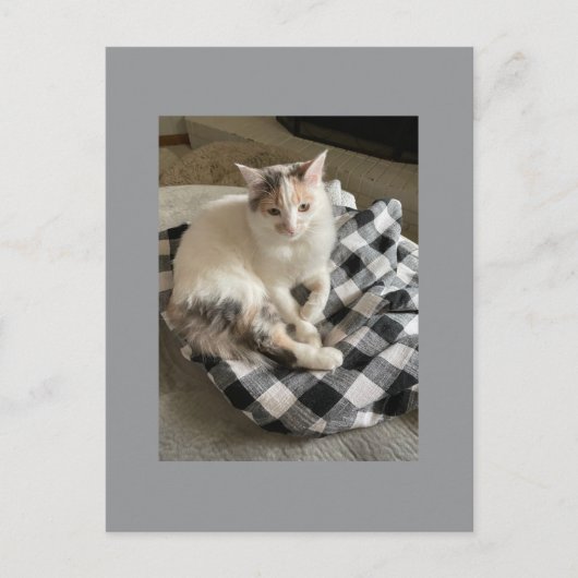 Cat Postcard Briefkaart (Voorkant)