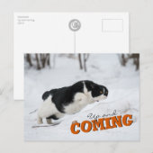 Cat Postcard Briefkaart (Voorkant / Achterkant)