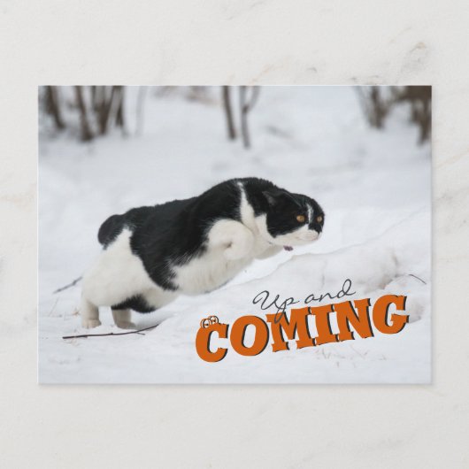 Cat Postcard Briefkaart (Voorkant)