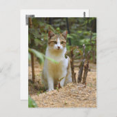 Cat [Postcard] Briefkaart (Voorkant / Achterkant)