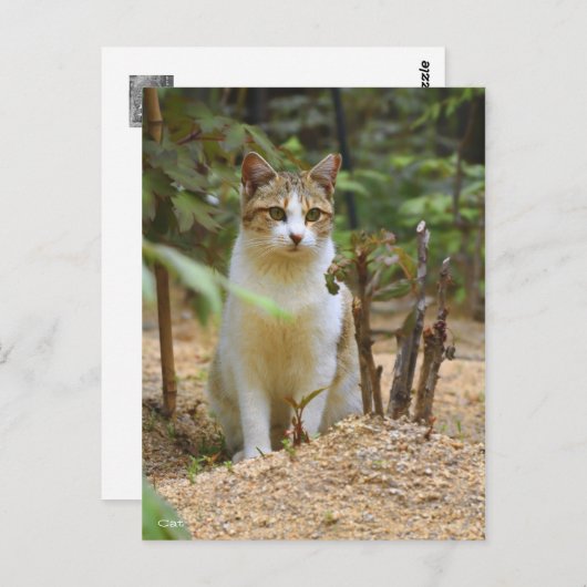 Cat [Postcard] Briefkaart (Voorkant / Achterkant)