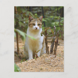 Cat [Postcard] Briefkaart