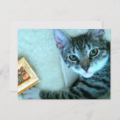 Cat Postcrossing Briefkaart (Voorkant / Achterkant)