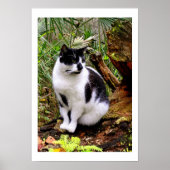 CAT-POSTER POSTER (Voorkant)