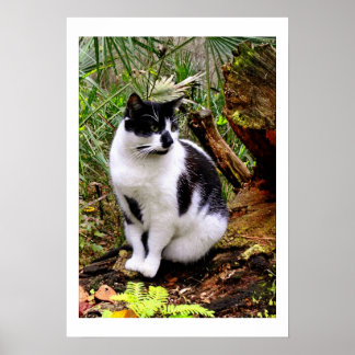 CAT-POSTER POSTER
