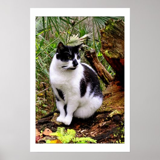 CAT-POSTER POSTER (Voorkant)