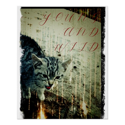 Cat Poster - Young and Wild (Voorkant)