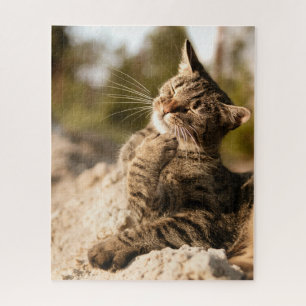 Cat Puzzles Cat Kitten Photography Animal Pic Cat Legpuzzel