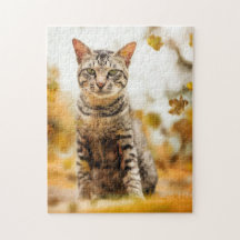 Cat Puzzles Cat Kitten Photography Animal Pic Cat