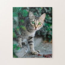Cat Puzzles Cat Kitten Photography Animal Pic Cat
