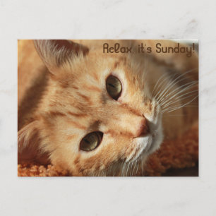 Cat quote briefkaart