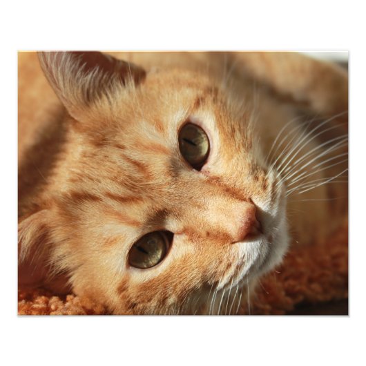 Cat quote foto afdruk (Voorkant)