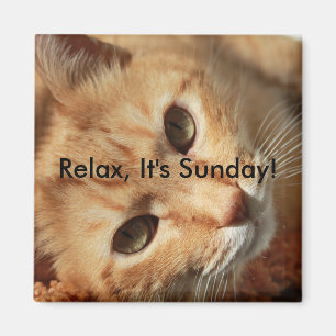 Cat quote magneet