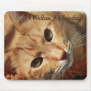 Cat quote muismat